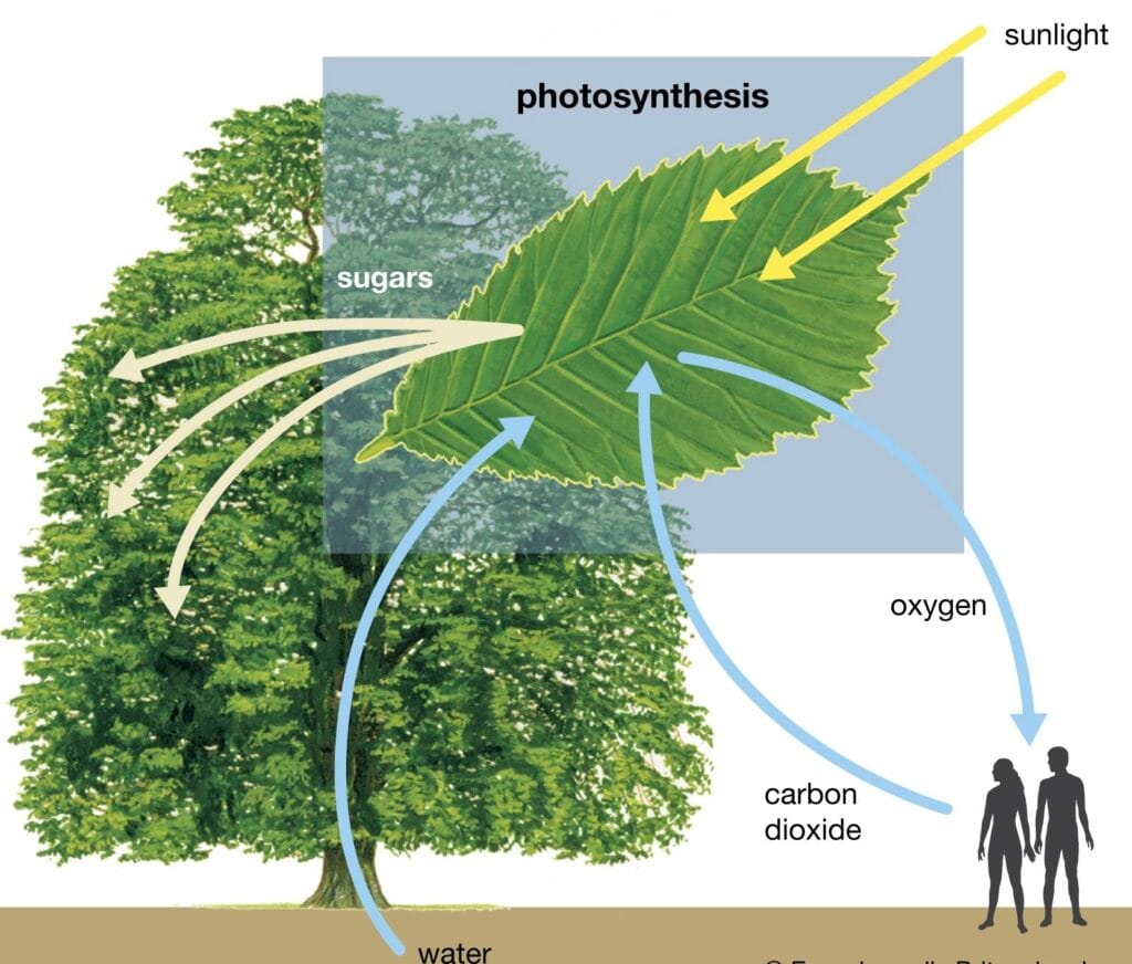 NEET Biology MCQs Photosynthesis in Higher Plants [Free PDF]