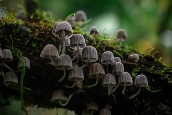 Class 11 biology Ch 1 Diversity in Living world