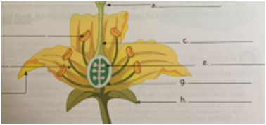 Class 7 Science Reproduction in Plant-Oxford Book