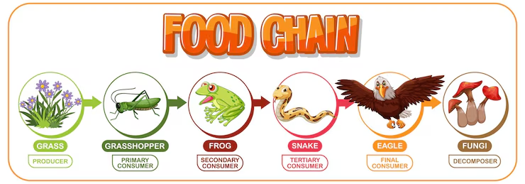 NEET MCQs Biological Classification food chain
