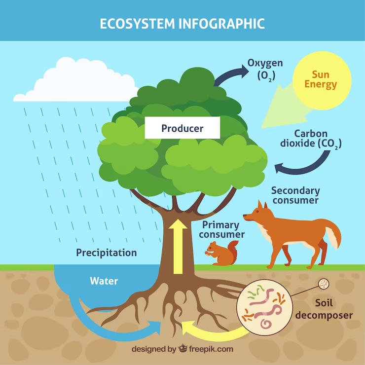 NEET Biology MCQs Ecosystem