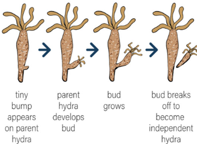 Class 8 Science Ch Reproduction Oxford Book- budding in hydra
