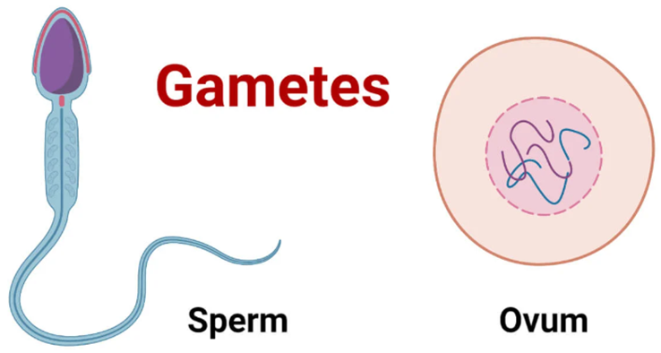Class 8 Science Ch Reproduction Oxford Book- male and female gametes
