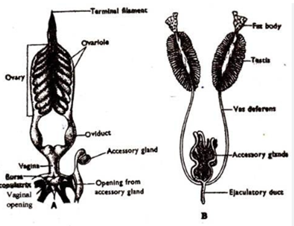 Class 8 Science Ch Reproduction Oxford Book- male and female reproductive system