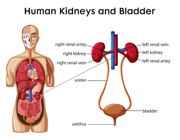 Class 7 Science Ch 10 Transport of Substance Oxford human excretory system.