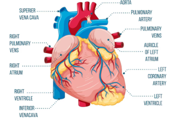 Class 7 Science Ch 10 Transport of Substance Oxford human heart