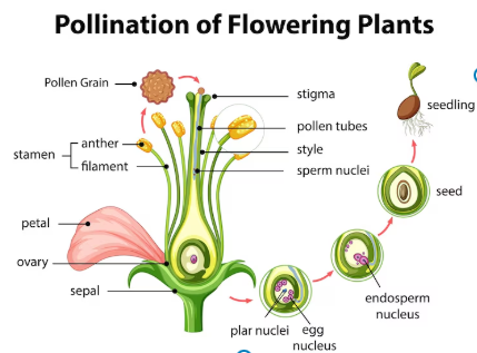 Class 6 Science Ch 8 Getting to Know Plants Oxford pollination