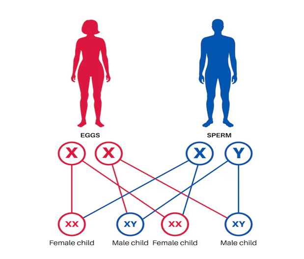 Class 8 Science Ch Reproduction Oxford Book-Sex determination