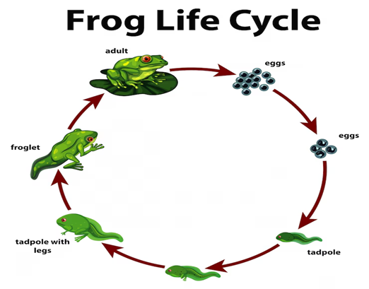 Class 8 Science Ch Reproduction Oxford Book -Life cycle of a frog