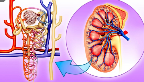 Class 10 Science Ch 6-Life Processes NCERT Solution nephron