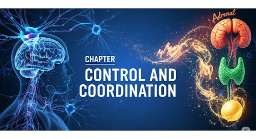 Class 10 Science Ch 7 Control and Coordination Answers