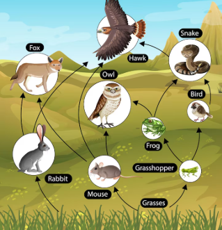 Class 11 Biology Structural Organisation in Animals