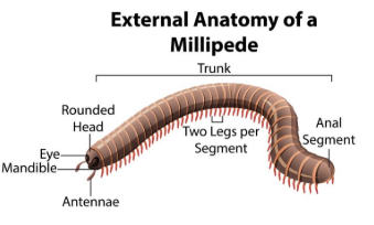Class 11 Biology Ch 5 Morphology and Anatomy – milipede