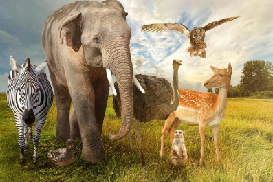 Class 11 Biology Chapter 4 Animal Kingdom
