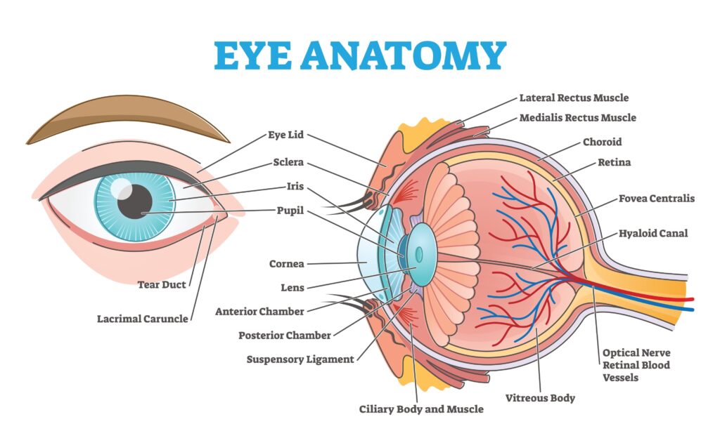 Human eye anatomy