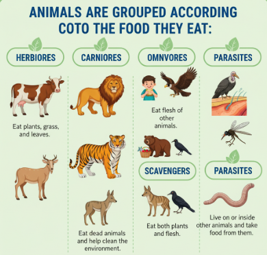 Classify animals based on the type of food they eat. Explain each group.
